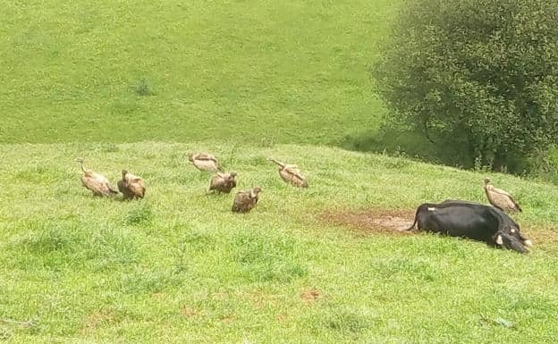 Imagen tomada por un vecino del Alto de la Morcilla, con la vaca ya muerta y varios de los buitres./