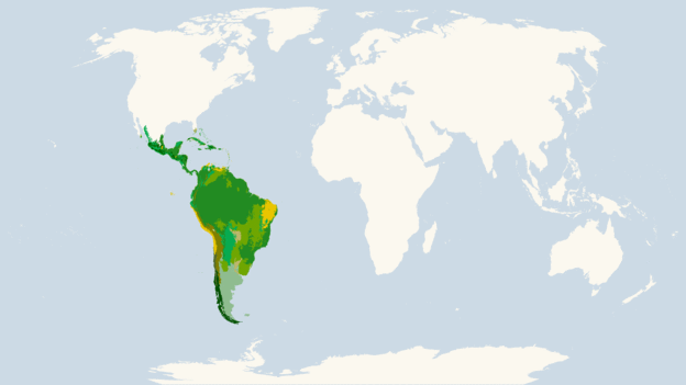Resultado de imagen de reino neotropical
