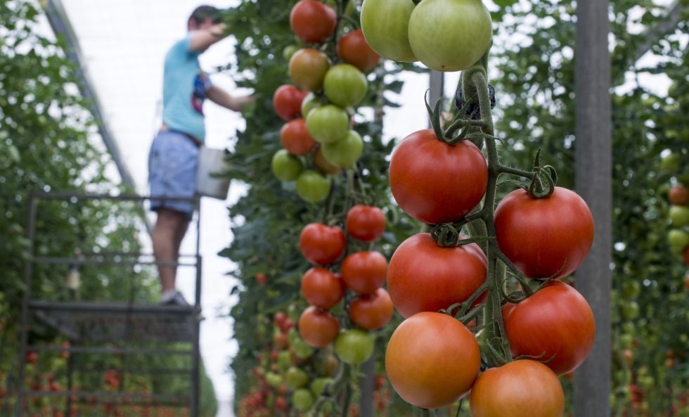 Un hombre trabaja en un invernadero de tomate en La Cañada, Almería.  