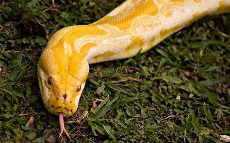 Bildergebnis für lengua de la serpiente