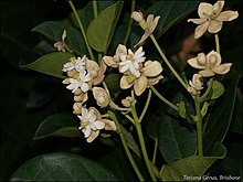 Hernandia moerenhoutiana subsp. campanulata 1.jpg