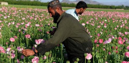 Para maquillar su discurso misógino, los talibanes han prometido erradicar el cultivo de la adormidera en Afganistán El cultivo de adormidera en Afganistán cayó un 19 por ciento en 2015 en comparación con el año anterior, según cifras del Ministerio de Lucha contra los Estupefacientes de Afganistán y la Oficina de las Naciones Unidas contra las Drogas. y crimen.  / FOTO AFP / JAWED TANVEER