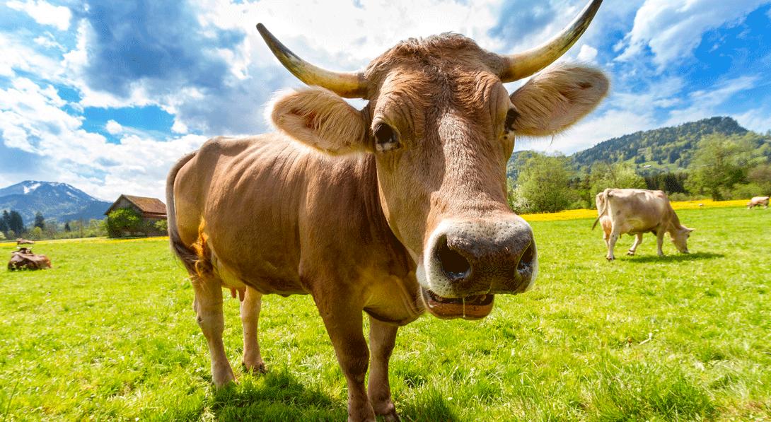 Ir a Noviercas: Veinte mil vacas en Soria. La granja más grande de Europa